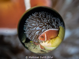 Pink anemonefish. by Mehmet Salih Bilal 